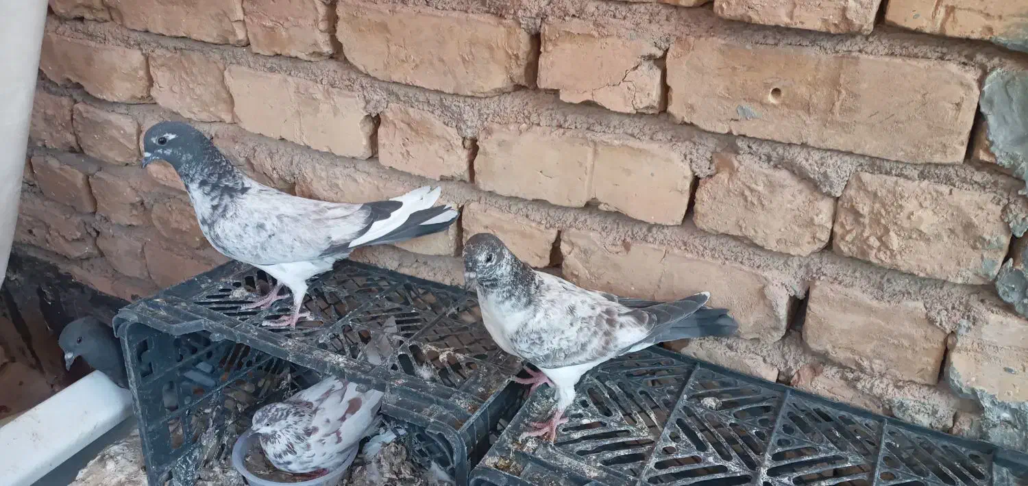 جوجه کفتر|پرنده|آران و بیدگل, |دیوار