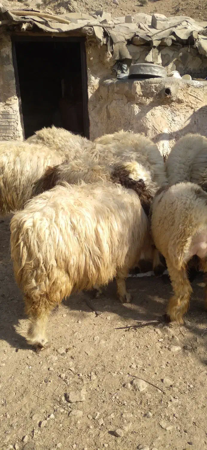 فروش گوسفند|حیوانات مزرعه|لنده, |دیوار