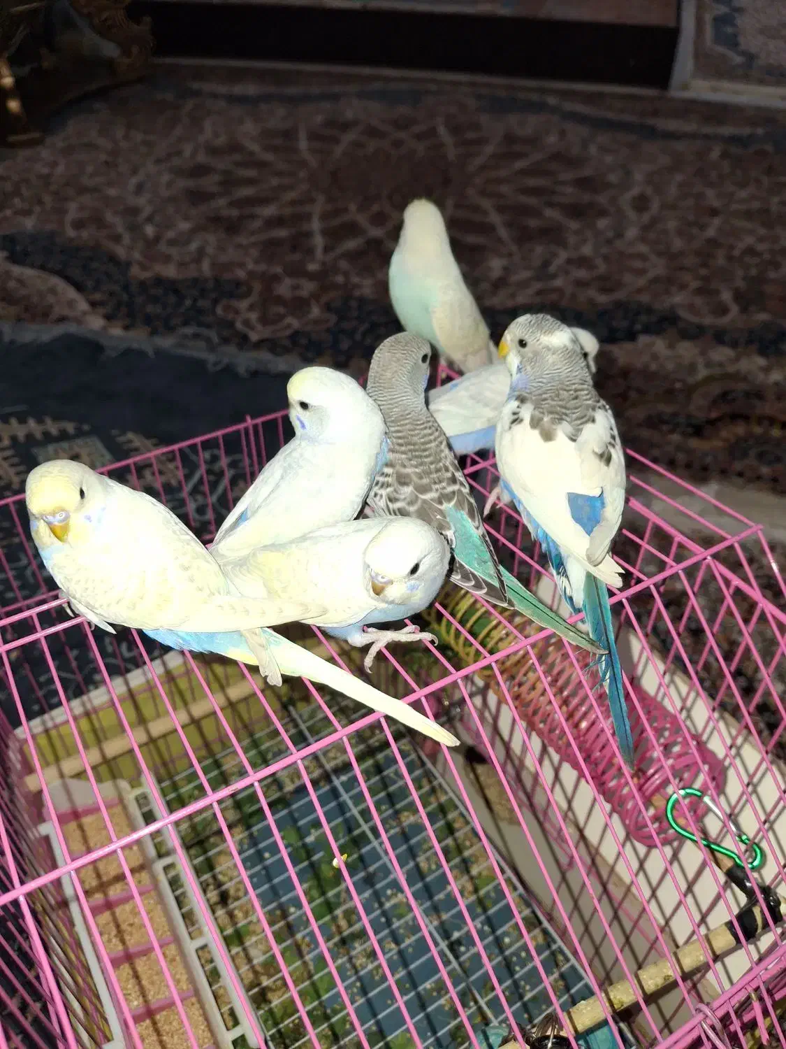 مرغ عشق رینبو،اسپانگل|پرنده|بندر ماهشهر, |دیوار