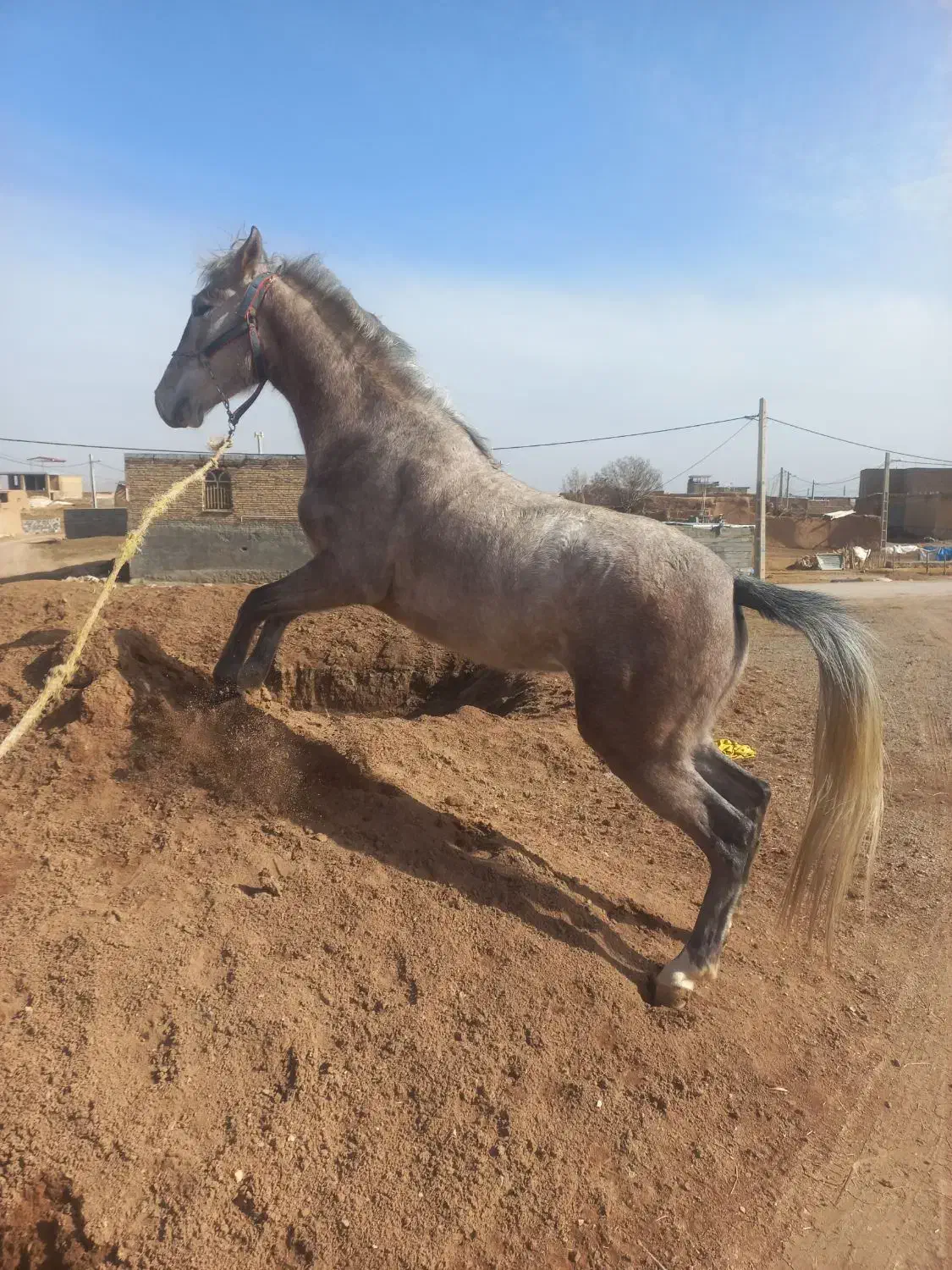 اسب سواری|اسب و تجهیزات اسب‌سواری|کرمانشاه, |دیوار