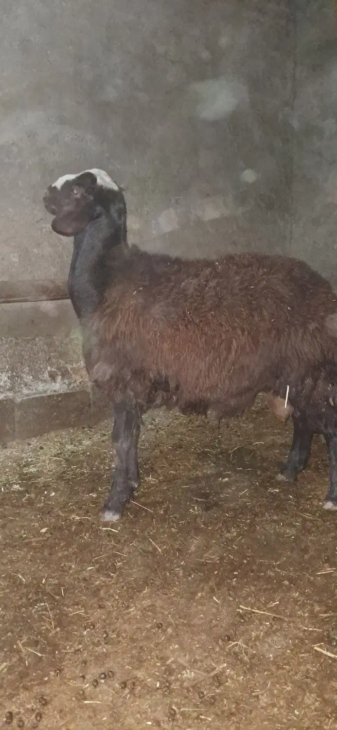 بره نر افشار|حیوانات مزرعه|خنداب, |دیوار