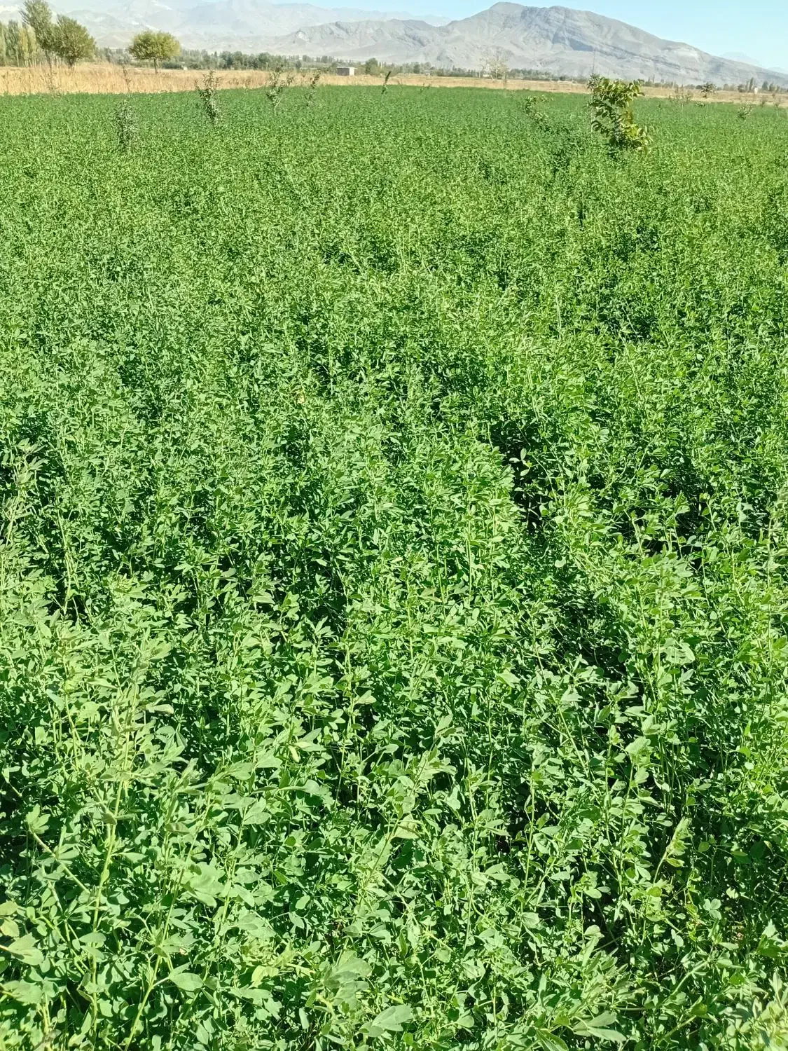 یونچه|حیوانات مزرعه|مرند, |دیوار