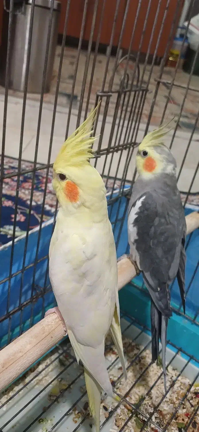 طوطی عروس جفت مولد|پرنده|قم, تولید دارو و یخچال|دیوار