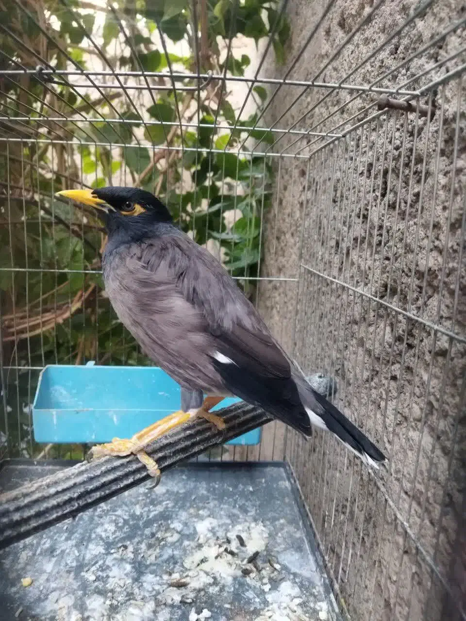 مینا سخنگو|پرنده|قم, علی آباد سعدگان|دیوار