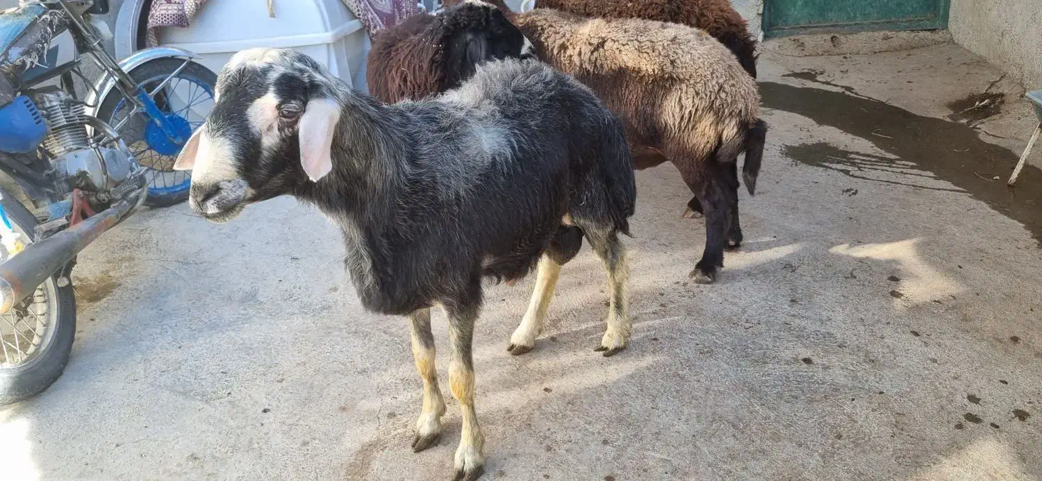 دوتا قوچ قزل افشار|حیوانات مزرعه|تیکمه داش, |دیوار