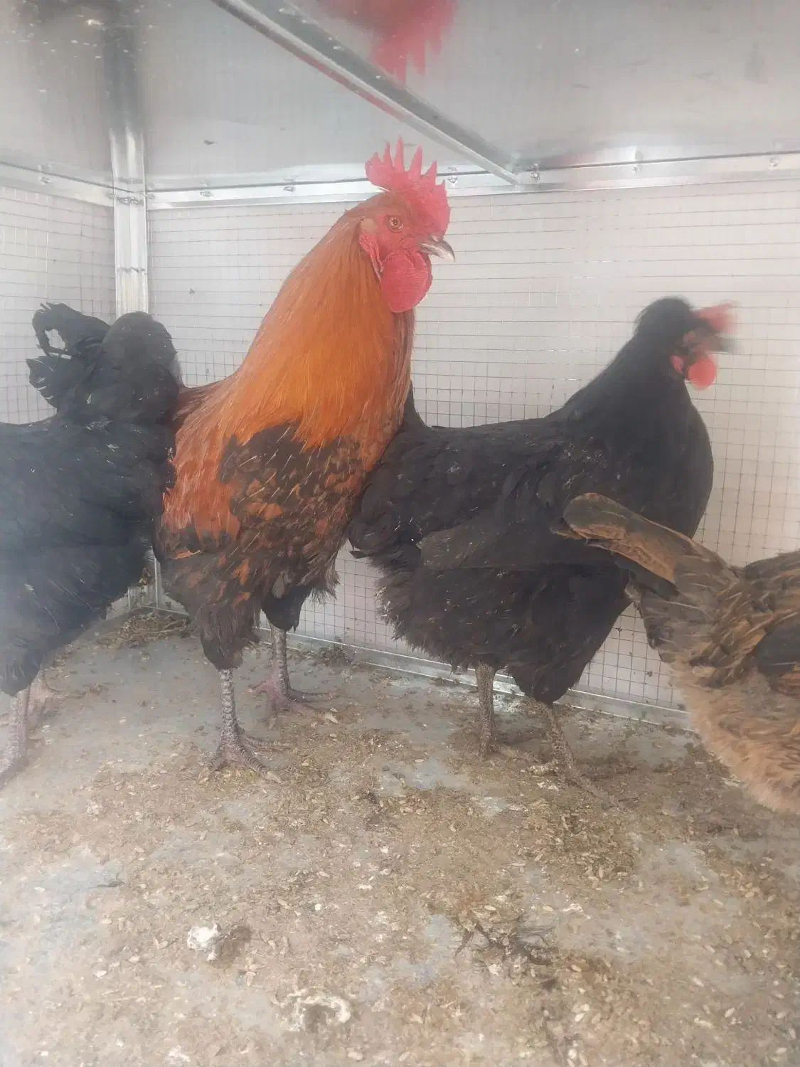 مرغ و خروس|حیوانات مزرعه|شیراز, کوشک میدان|دیوار