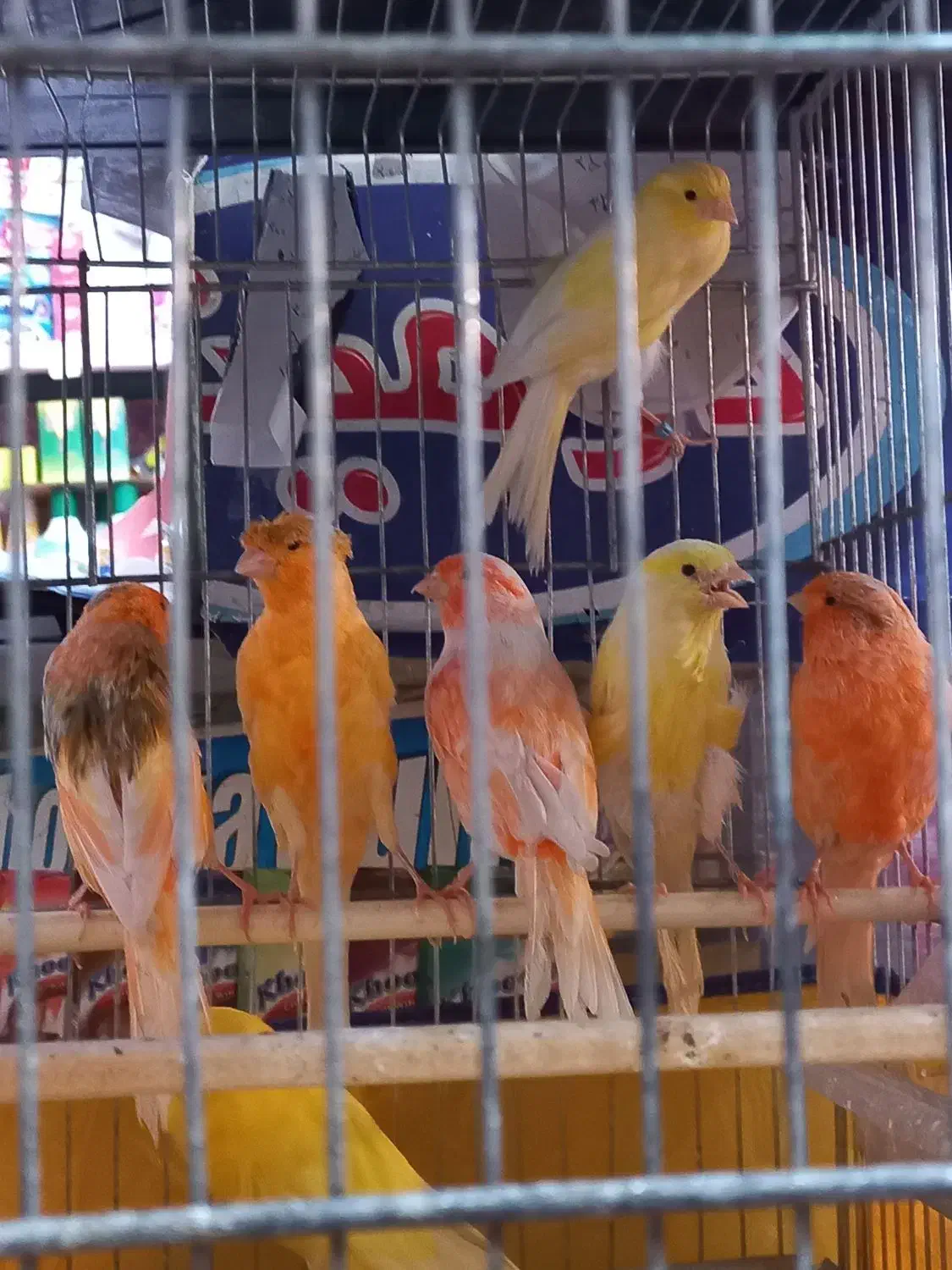 فروش ۸ عدد قناری نر سوپری تکی وتعداد|پرنده|نهاوند, |دیوار