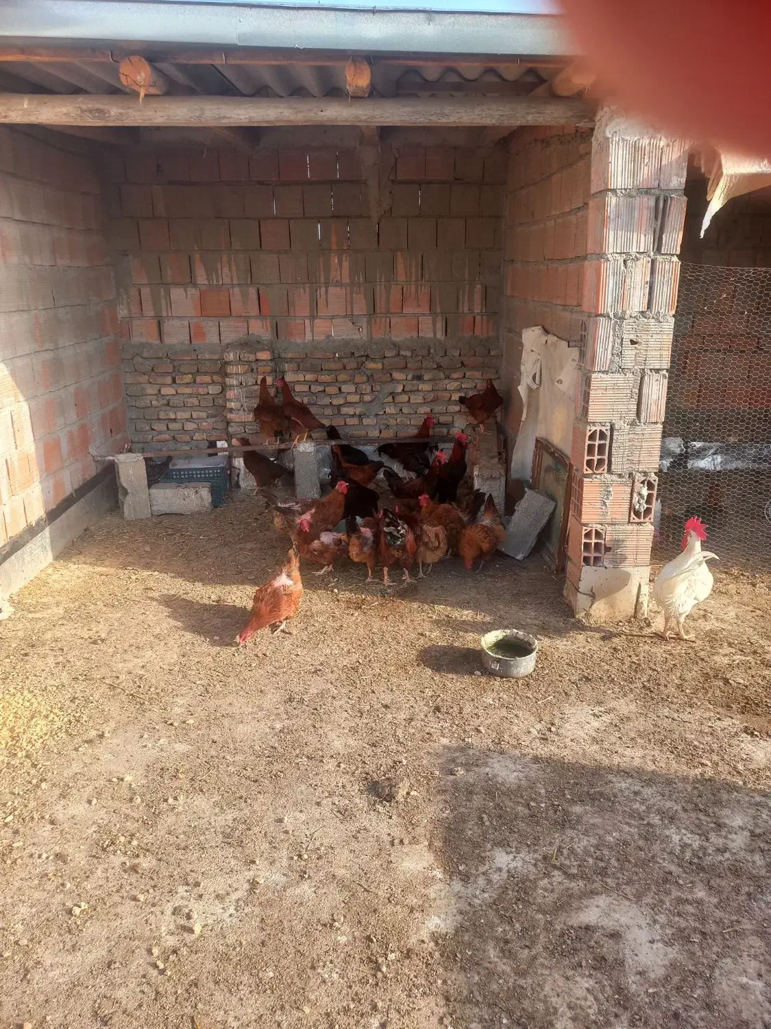 تعدادی مرغ و خروس و جوجه محلی|حیوانات مزرعه|گرگان, |دیوار