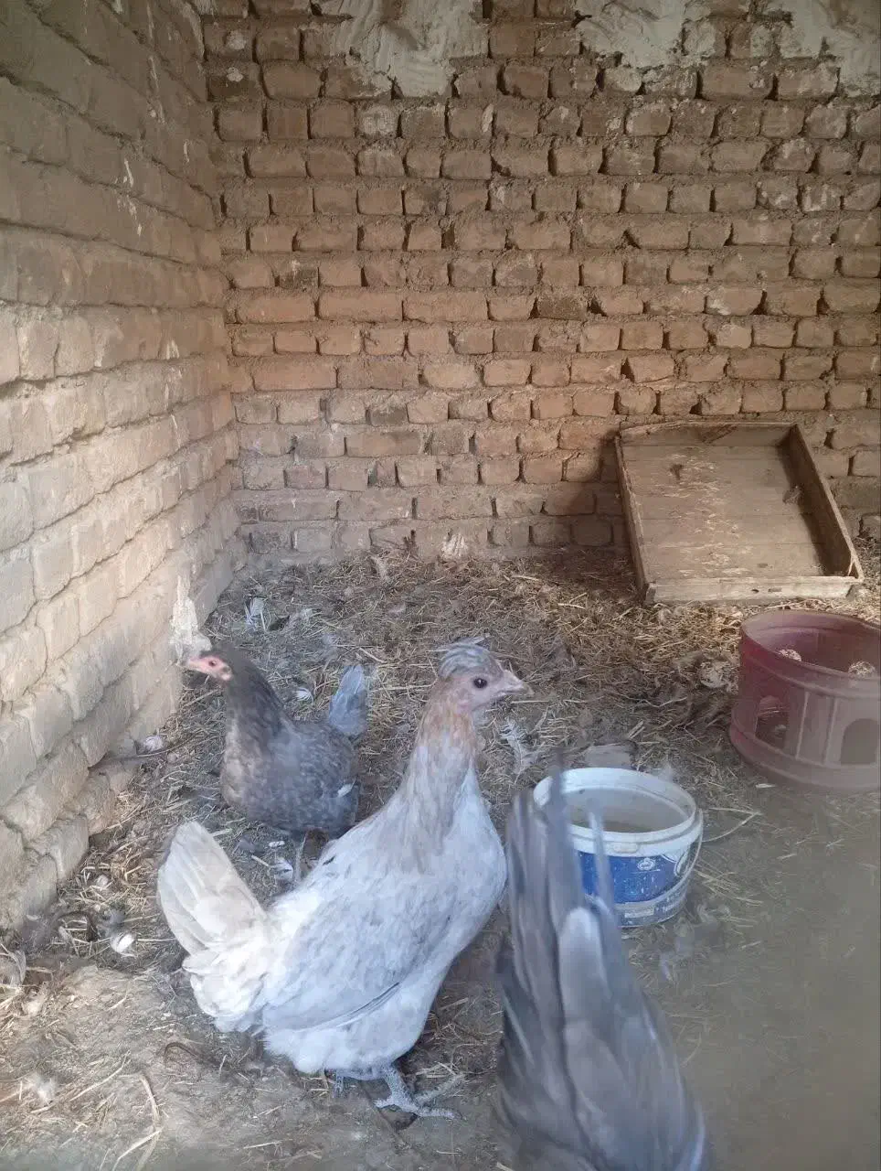 وار گلین|حیوانات مزرعه|بروجرد, |دیوار