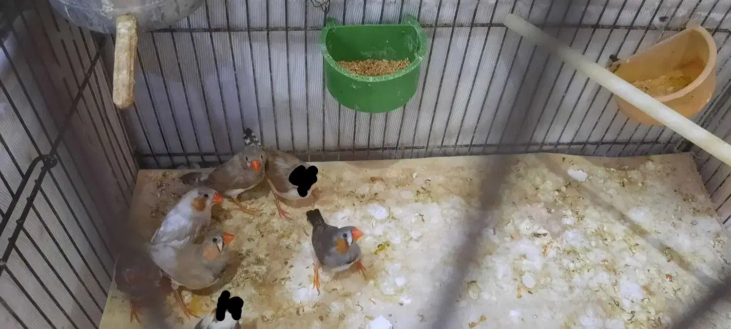 فنچ|پرنده|مشهد, کوثر|دیوار