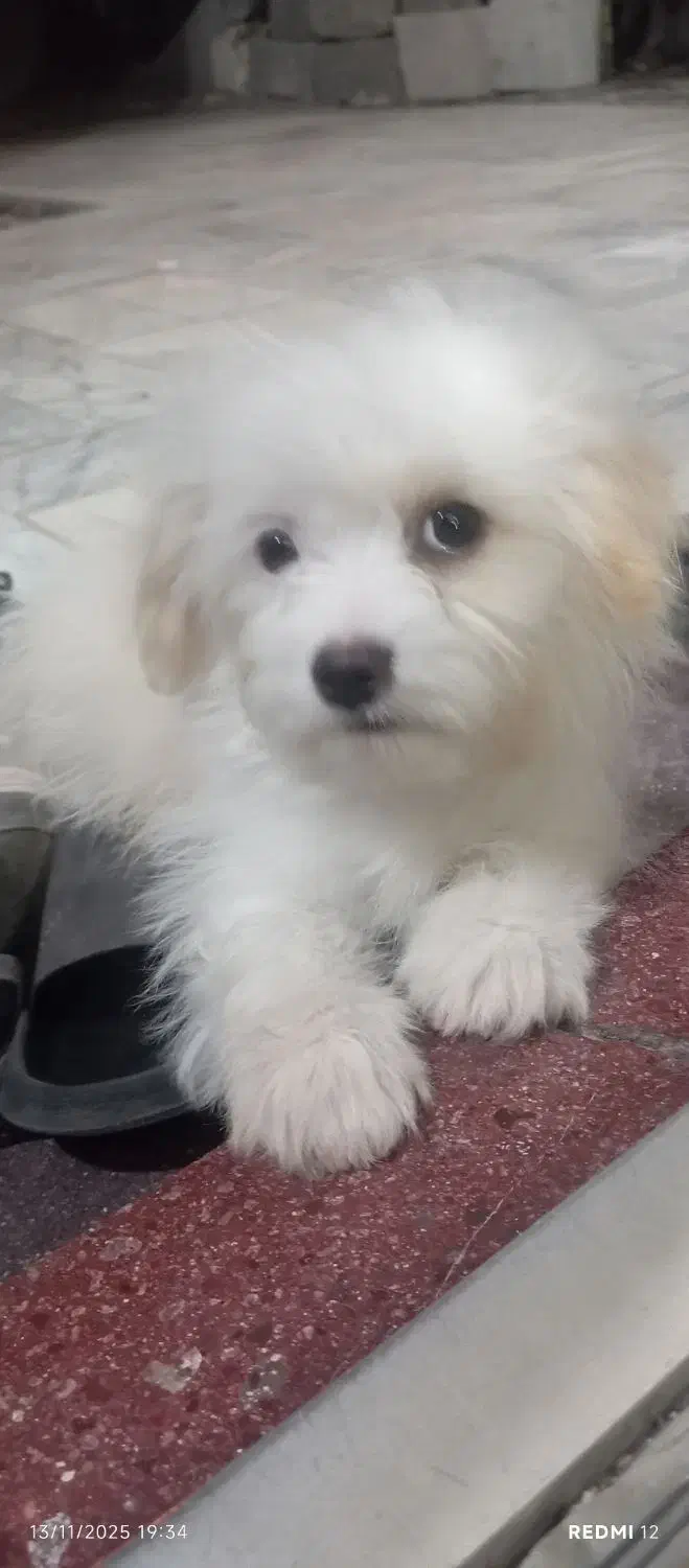 واگذاری سگ ،|سگ|جیرفت, |دیوار