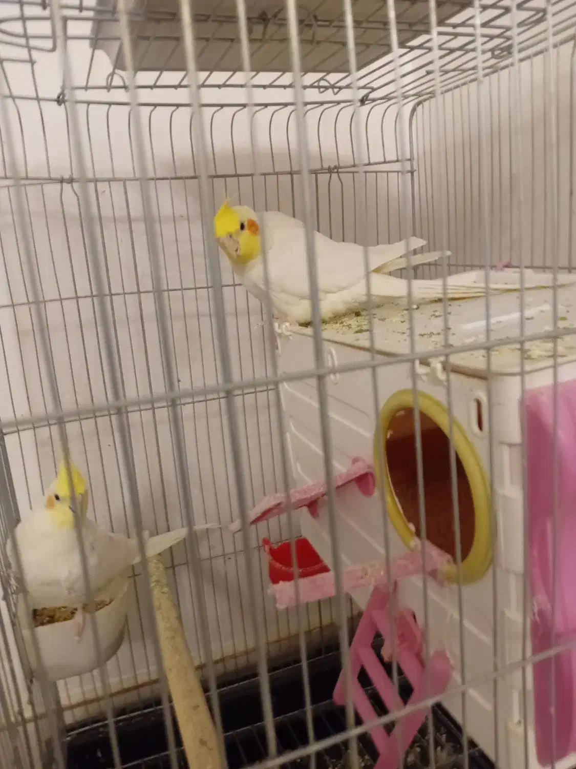 عروس هلندی|پرنده|فرمهین, |دیوار