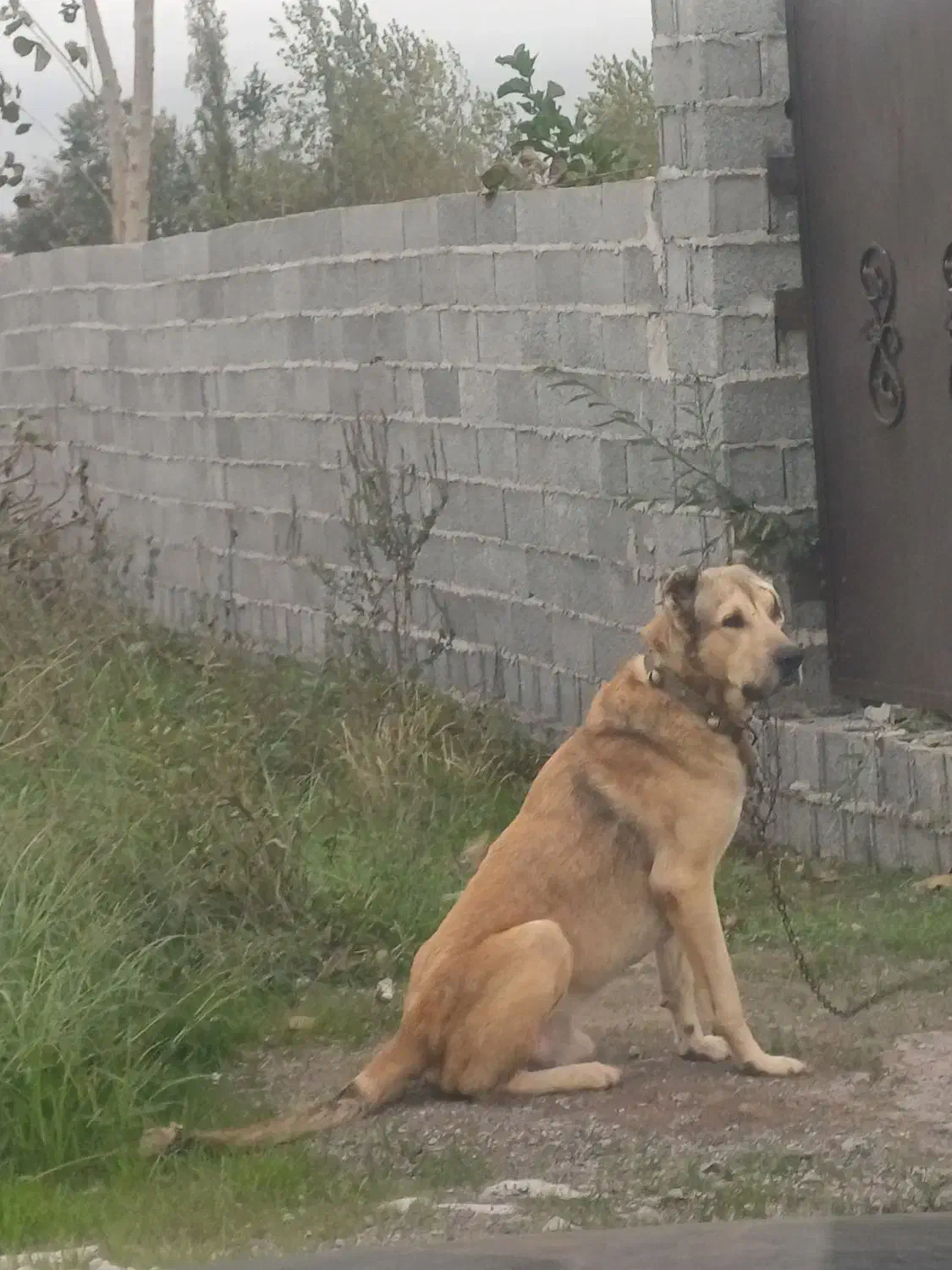 سگ نگهبان|سگ|رشت, حومه رشت|دیوار