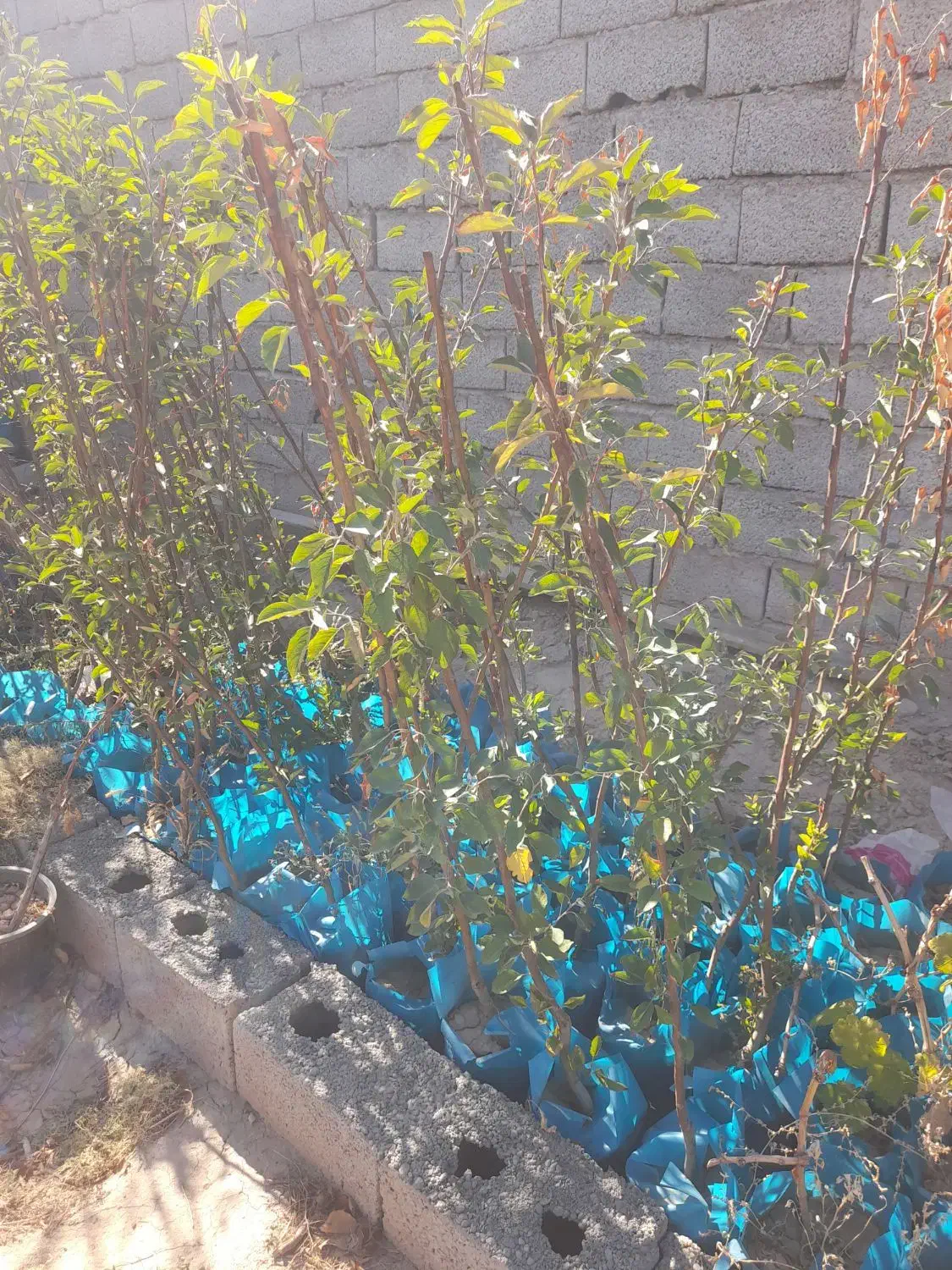 نهال فروشی|گل و گیاه طبیعی|خسروشاه, |دیوار