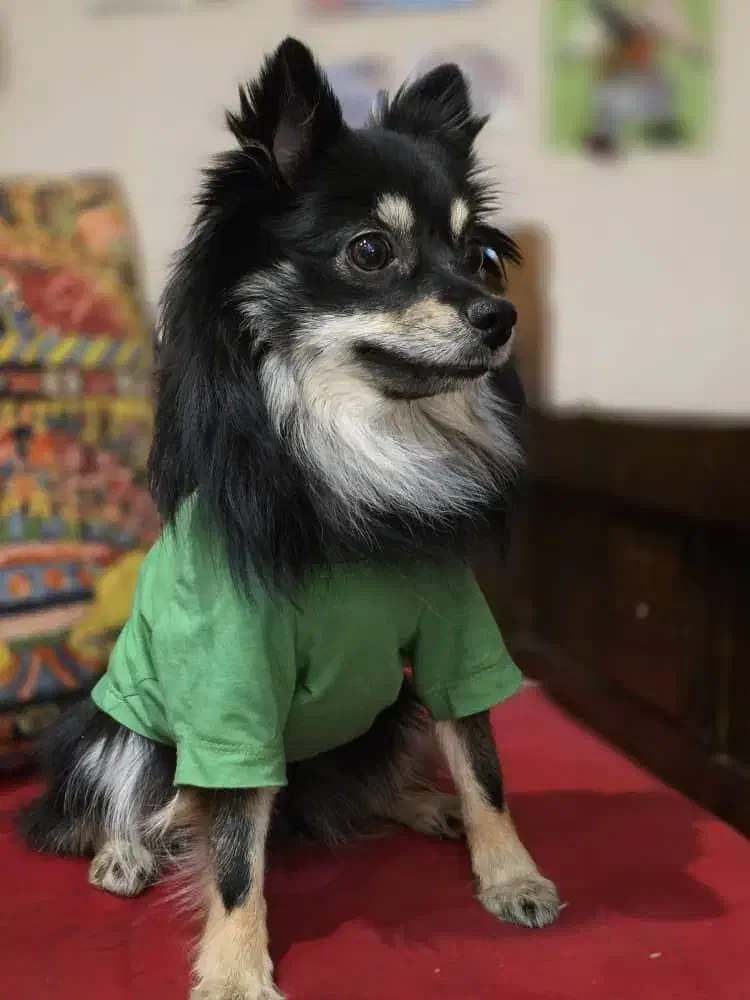 سگ پامر|سگ|شیراز, قصرالدشت|دیوار