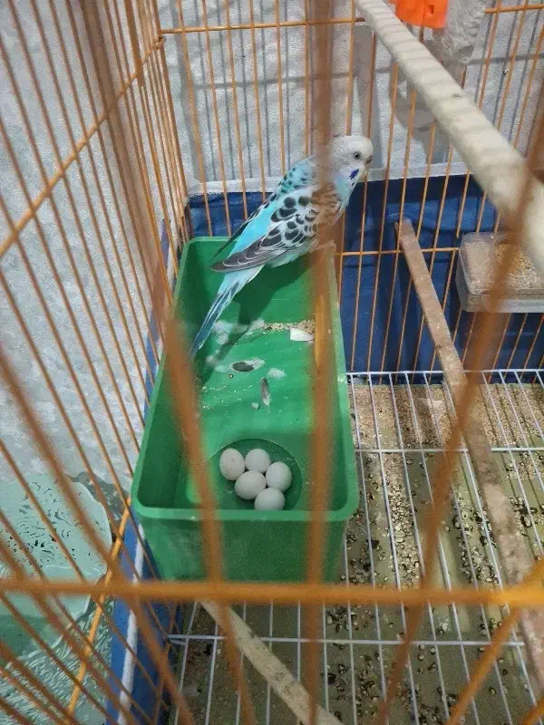 یه جفت مرغ عشق سرحال زرنگ ۵تاتخم گذاشته|پرنده|سهند, |دیوار