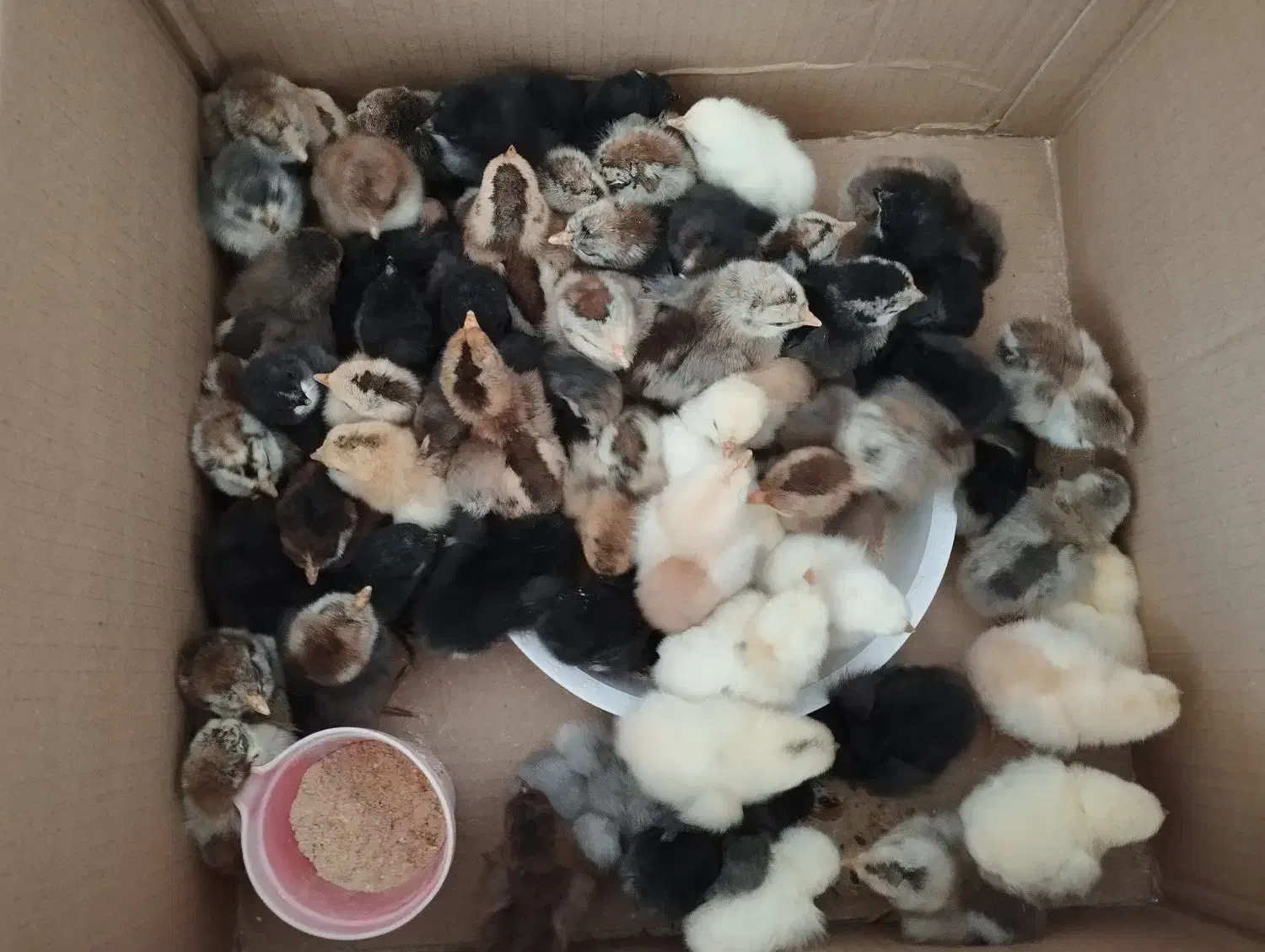 جوجه محلی اصل|حیوانات مزرعه|کازرون, |دیوار