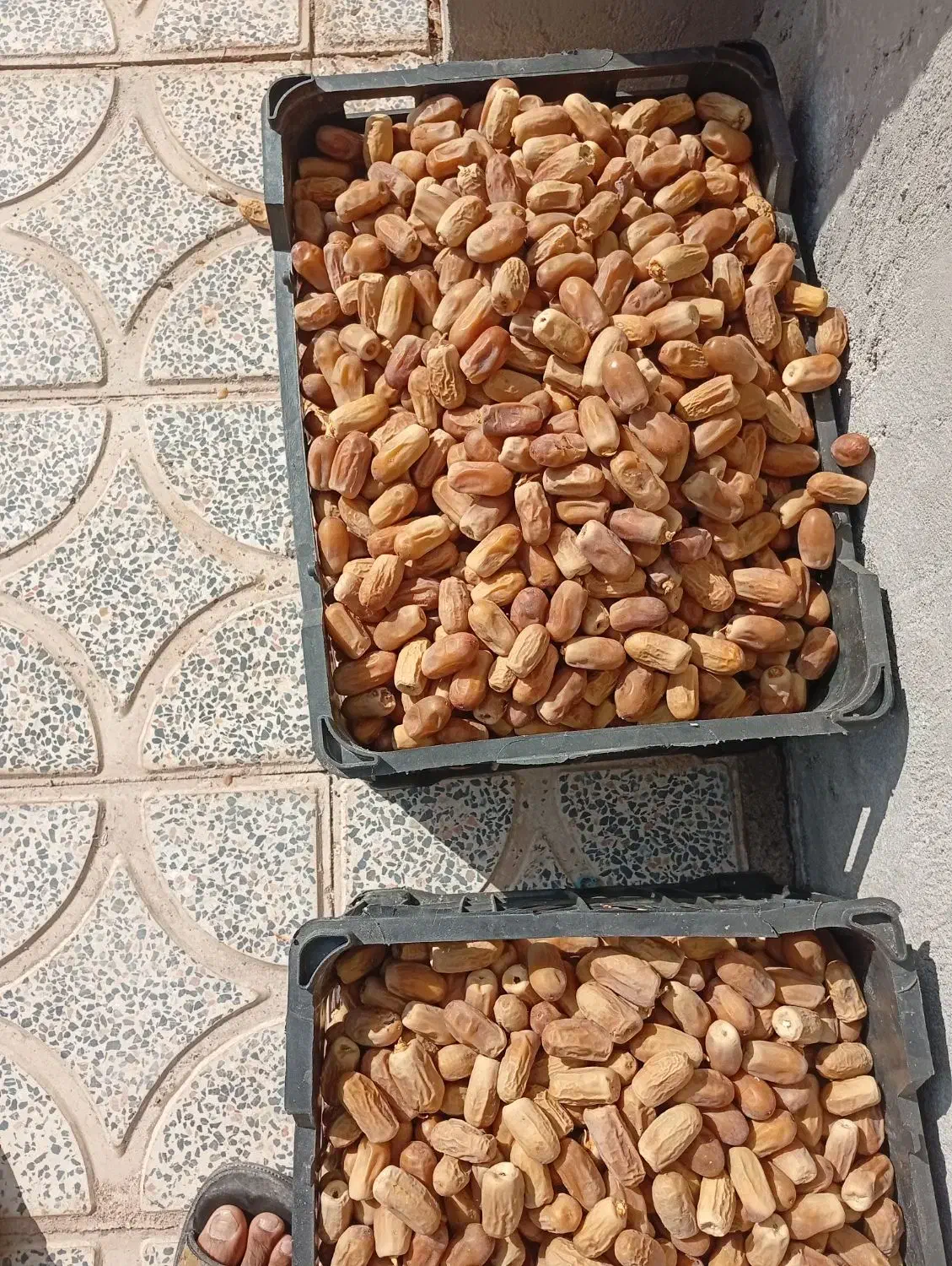 خرما سفید|خوردنی و آشامیدنی|نرماشیر, |دیوار