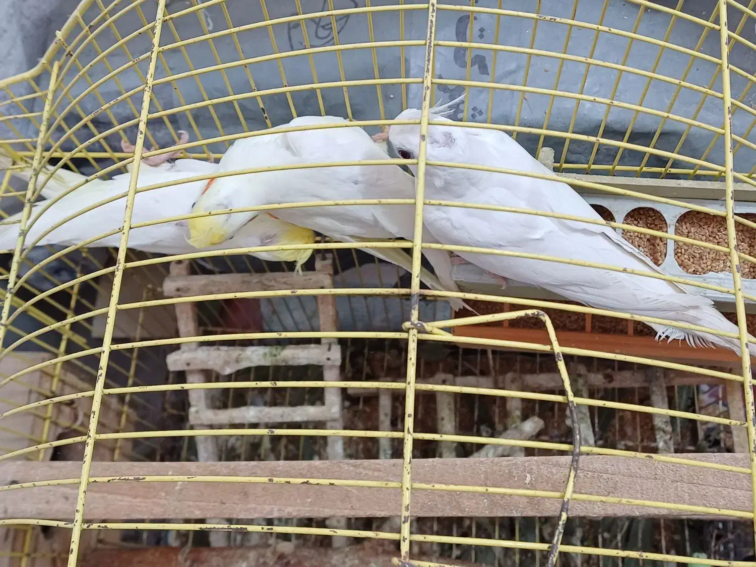 عروس هلندی|پرنده|بندر ترکمن, |دیوار