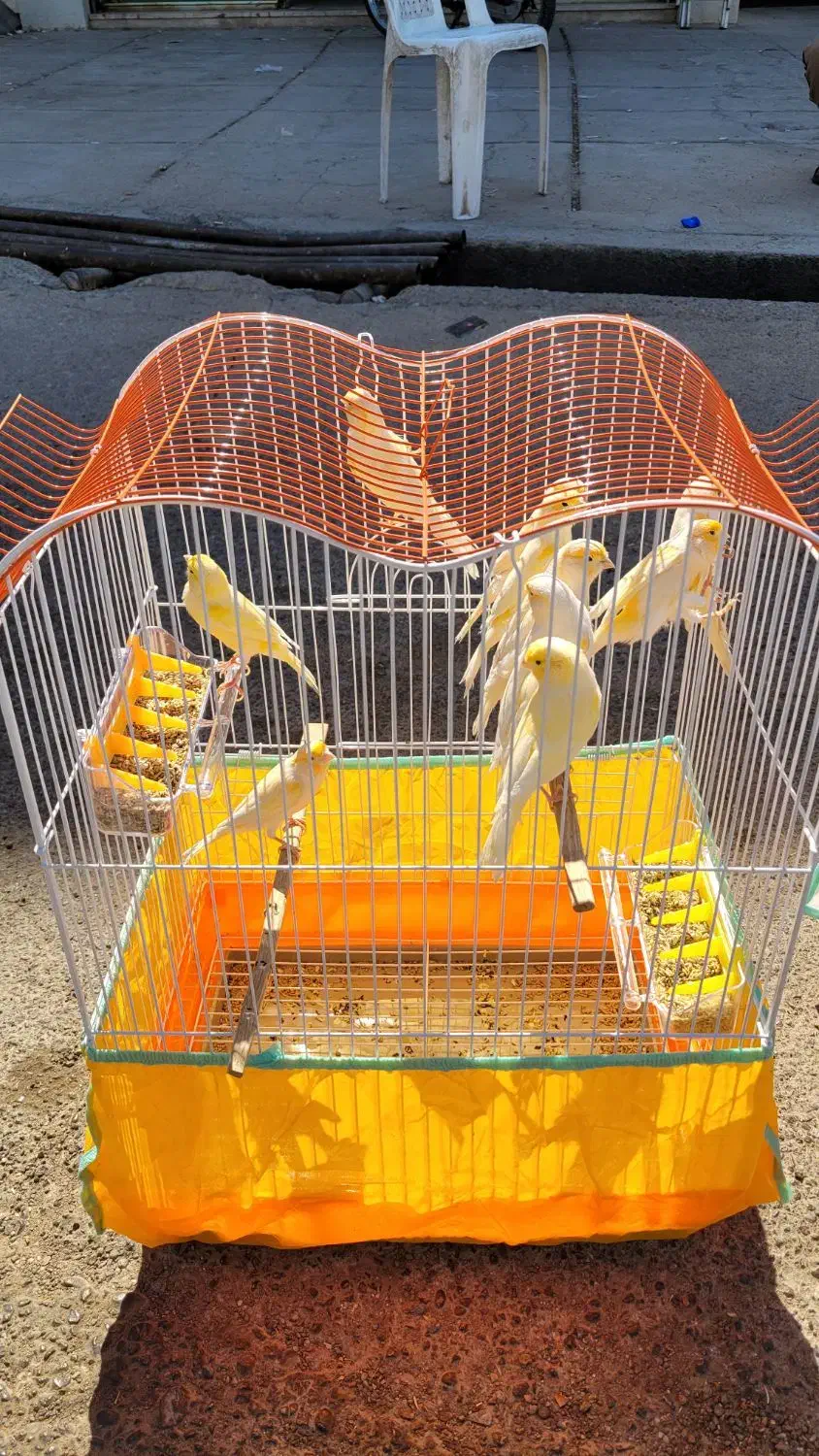 قناری|پرنده|شوشتر, |دیوار