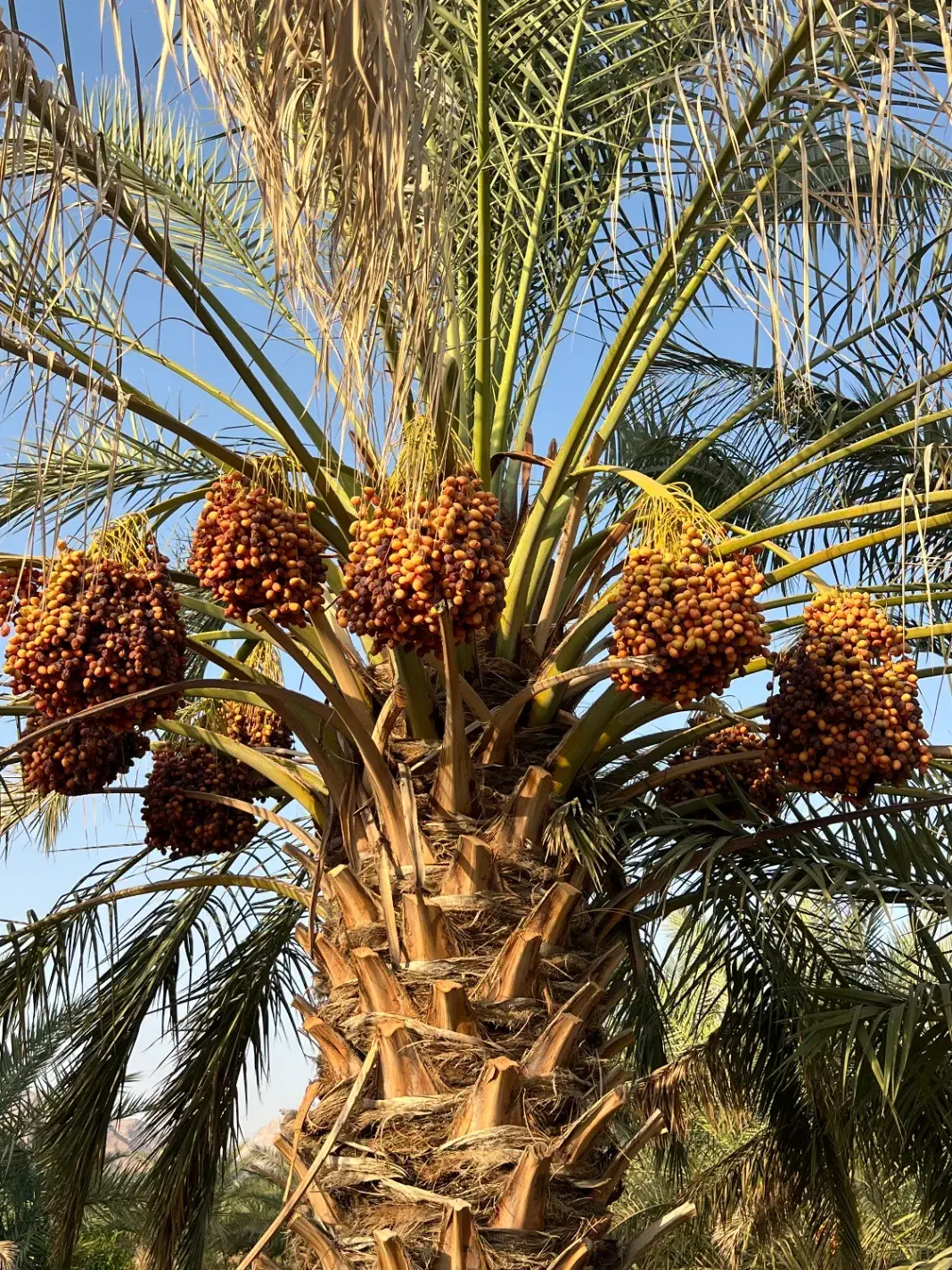 فروش پاجوش خاصویی سفید|گل و گیاه طبیعی|داراب, |دیوار