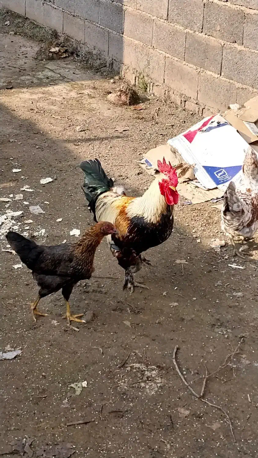 خروس پاپری|حیوانات مزرعه|کوچصفهان, |دیوار