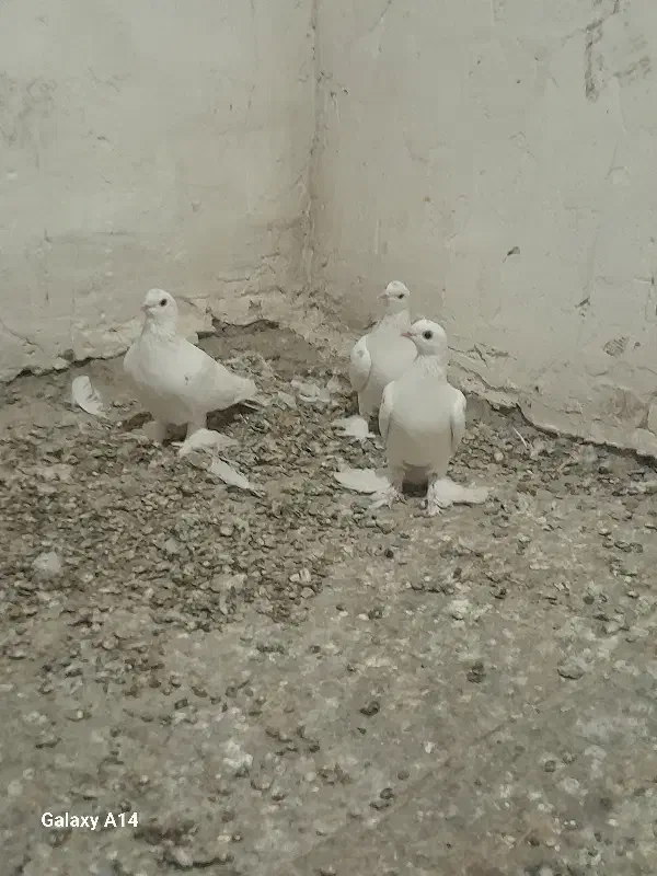 کبوتر|پرنده|باسمنج, |دیوار