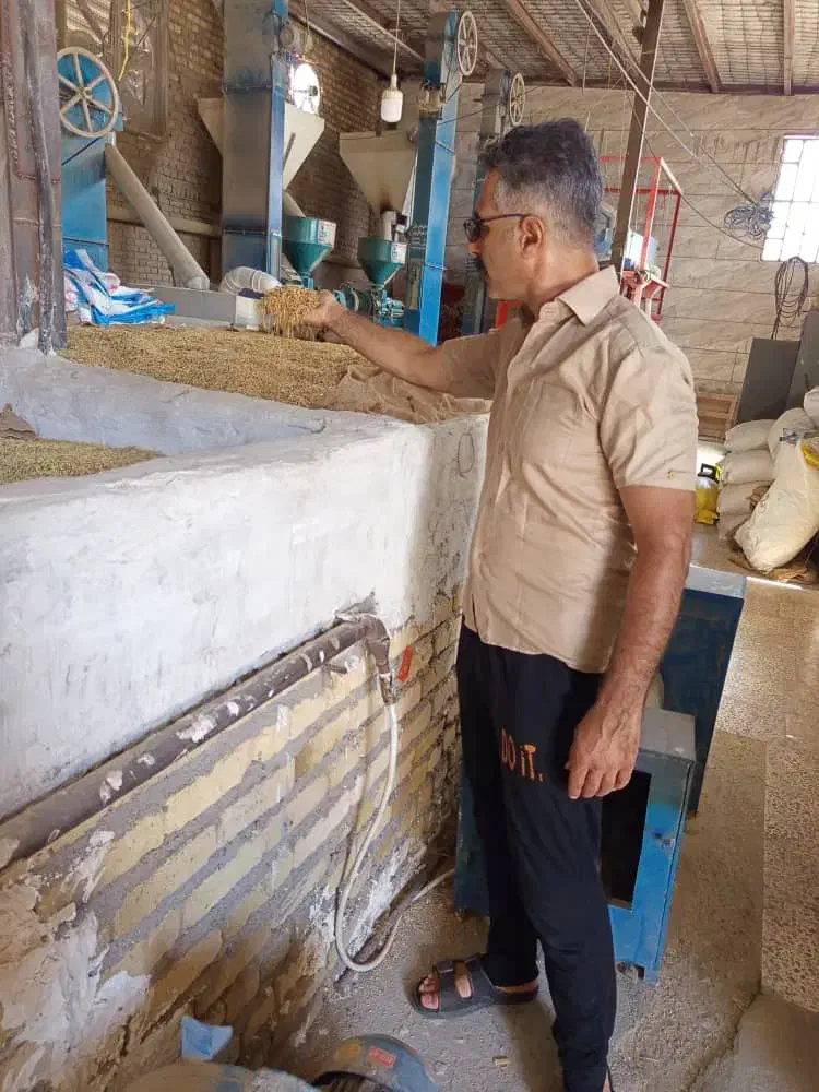 پخش انواع برنجهای ایرانی مستقیم از شالیزارهای شمال|خوردنی و آشامیدنی|فردیس, منظریه|دیوار