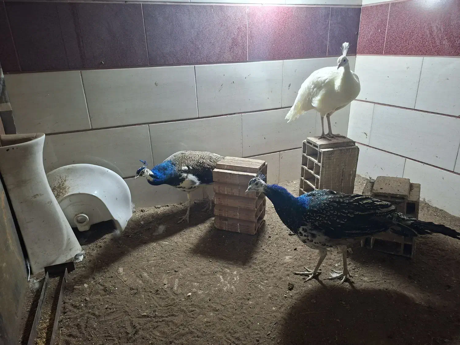 طاووس|حیوانات مزرعه|قزوین, |دیوار