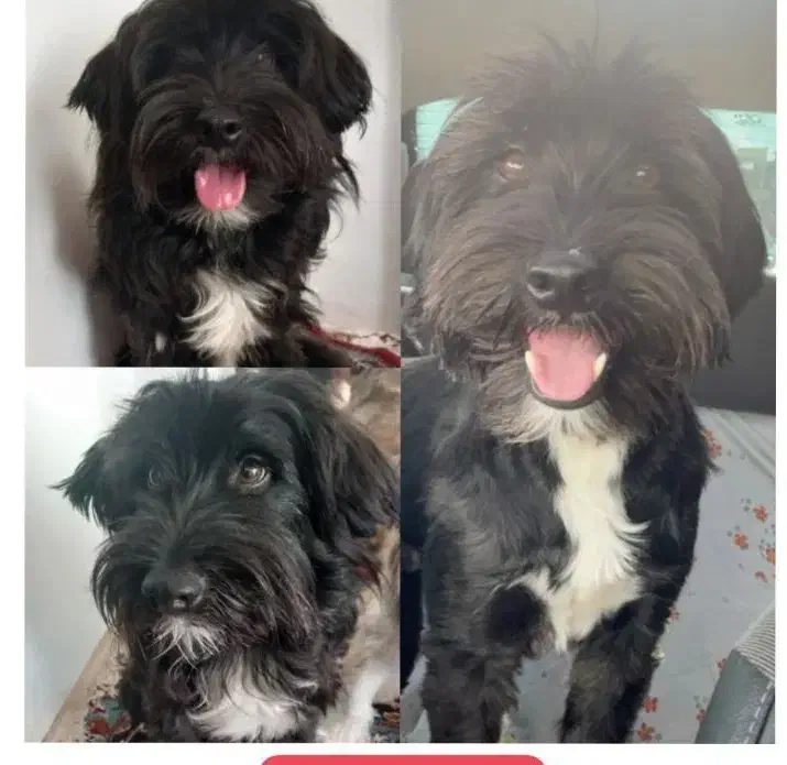 سگ گمشده|حیوانات|اراک, |دیوار