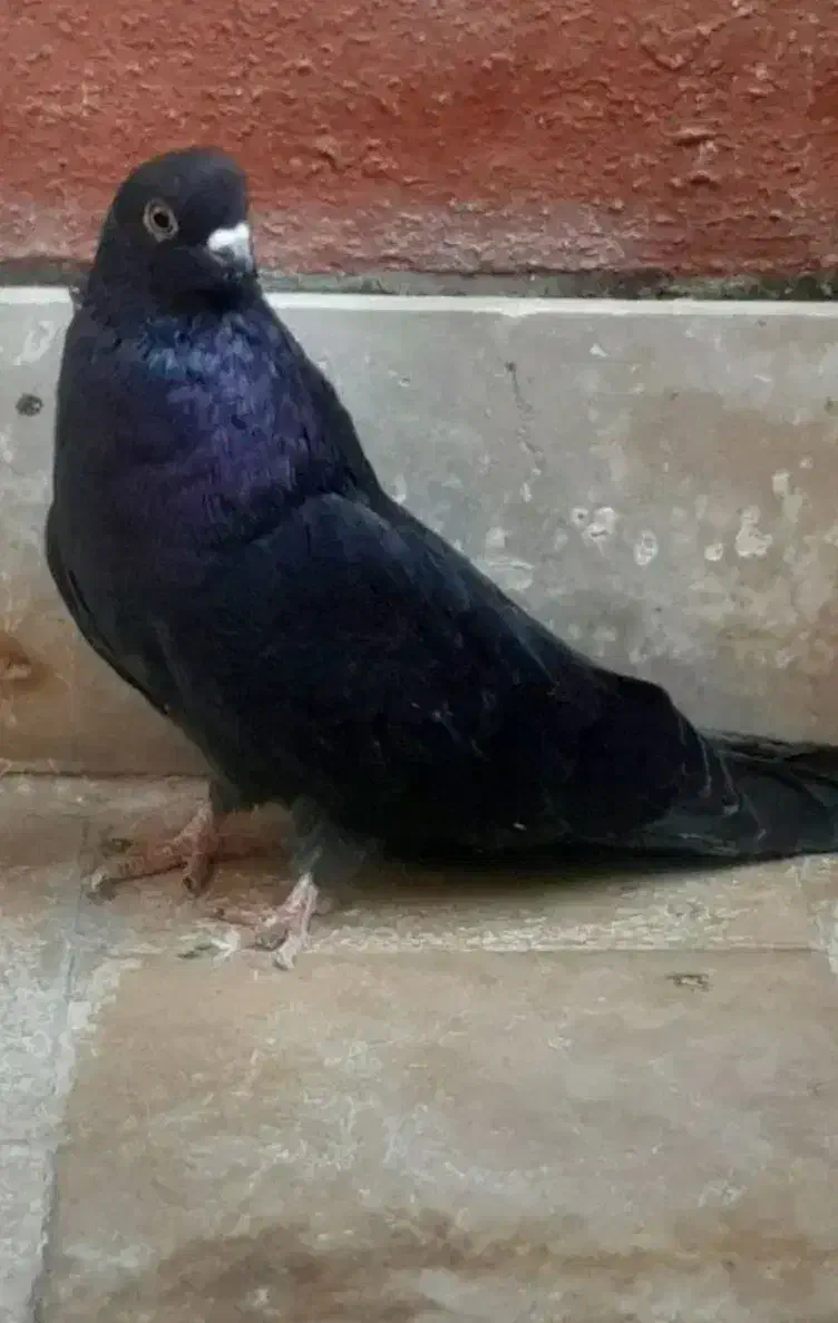 کفتر نوک قنار|پرنده|گلستان (تهران), |دیوار