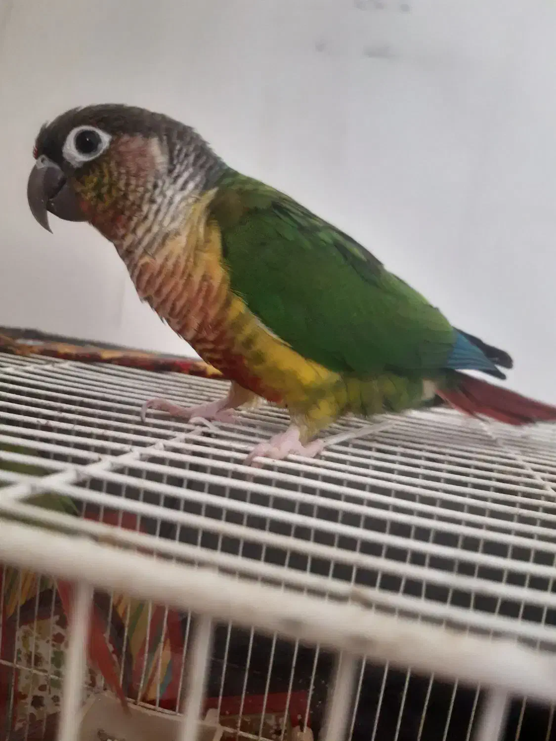 میز و گیرینچیک|میز و صندلی غذاخوری|مشهد, بهمن|دیوار