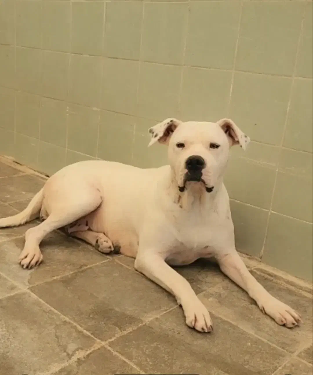 داگو آرژلنتینو .|سگ|بومهن, |دیوار