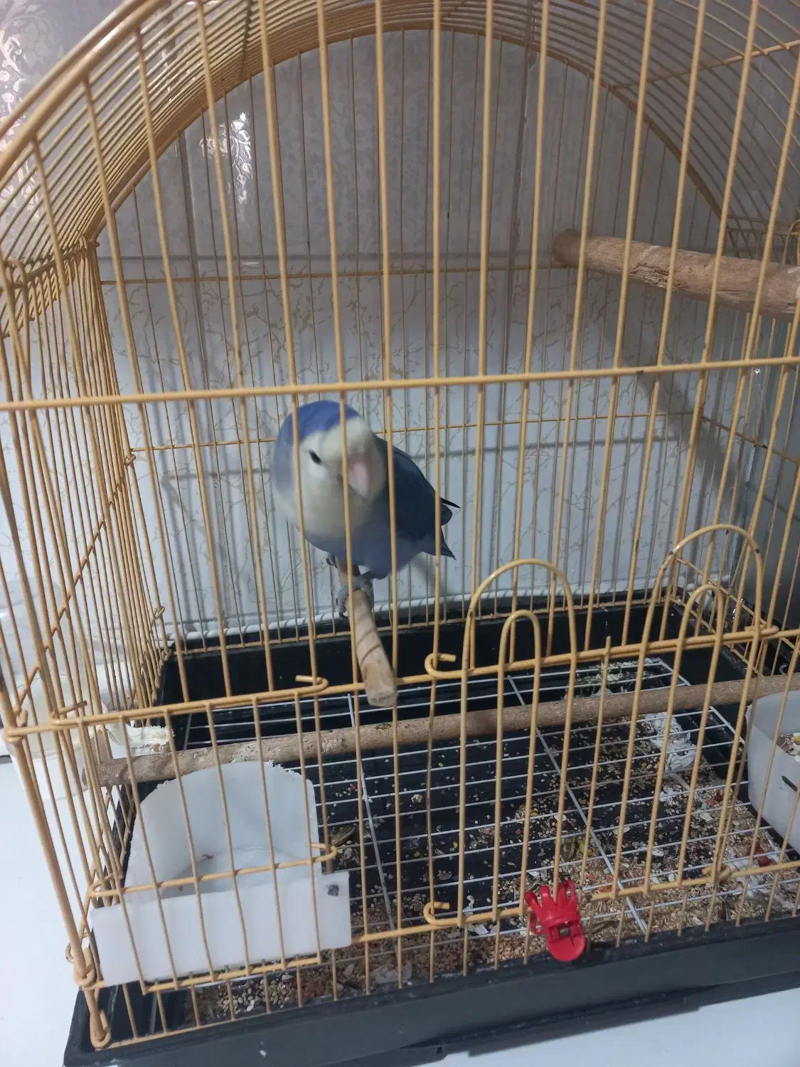 طوطی برزیلی کاملا دستی  نر|پرنده|نظرآباد, رسالت|دیوار