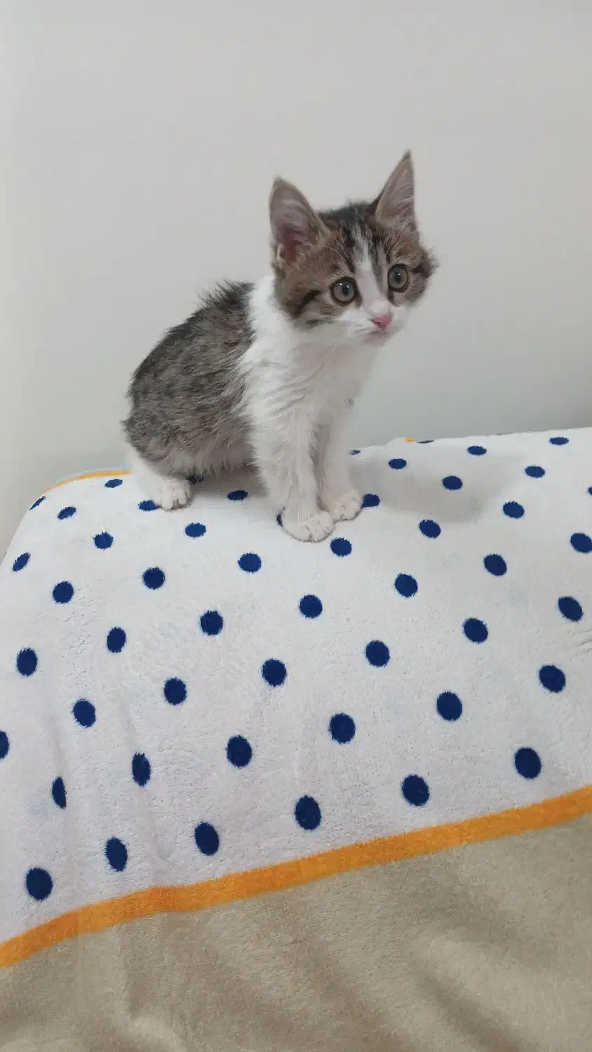 واگذاری بچه گربه|گربه|یزد, |دیوار