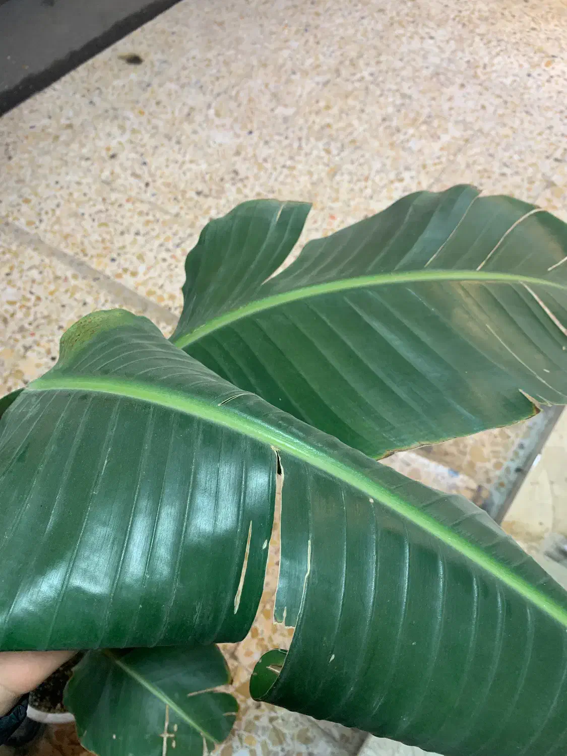 نیکولای پرنده بهشتی|گل و گیاه طبیعی|پارس‌آباد, |دیوار