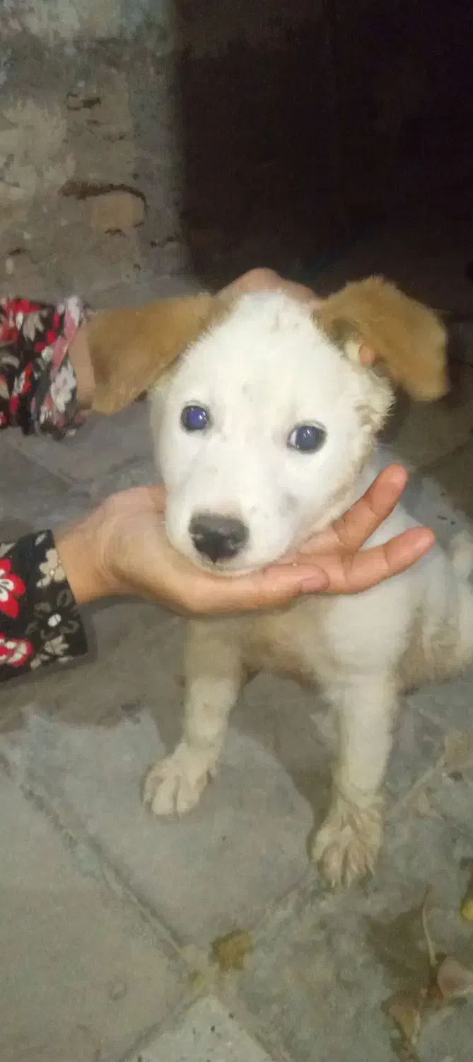 واگذاری توله سگ نر|سگ|خرمشهر, |دیوار