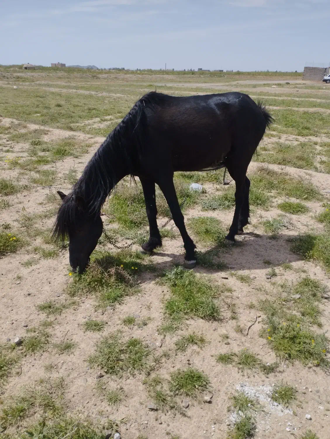 اسب|حیوانات مزرعه|فردوس (خراسان), |دیوار