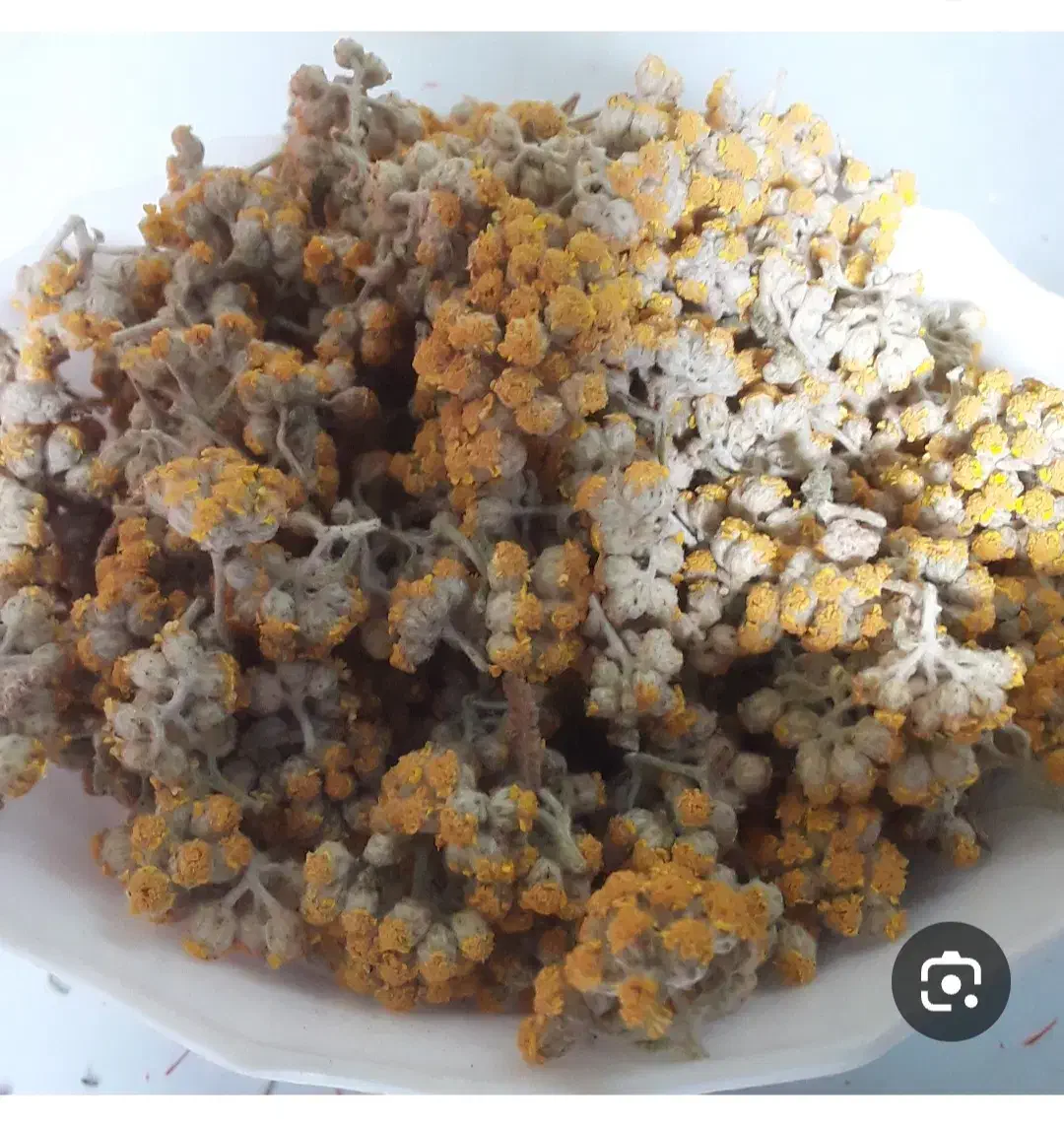 بویمادران|گل و گیاه طبیعی|فامنین, |دیوار