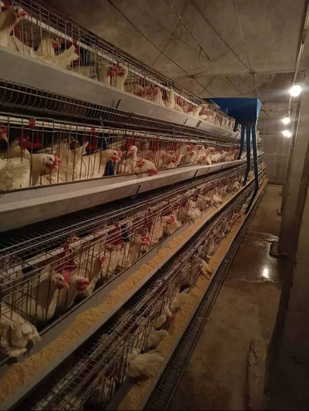 قفس مرغ تخم گذار|فروشگاه و مغازه|قزوین, |دیوار