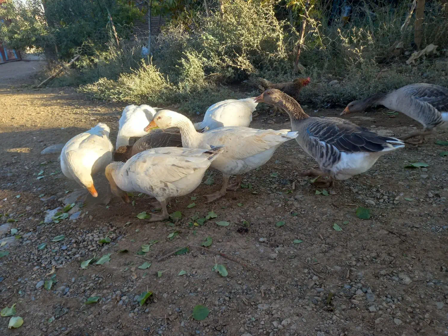 قوغاز|حیوانات مزرعه|بروجرد, |دیوار