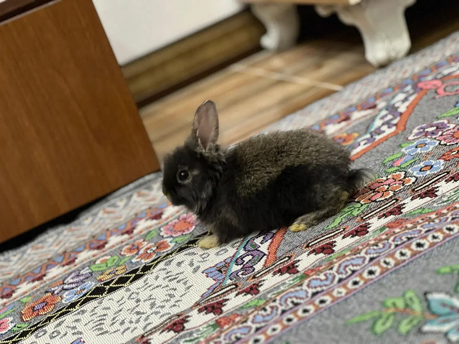 خرگوش|موش و خرگوش|اهواز, نادری|دیوار