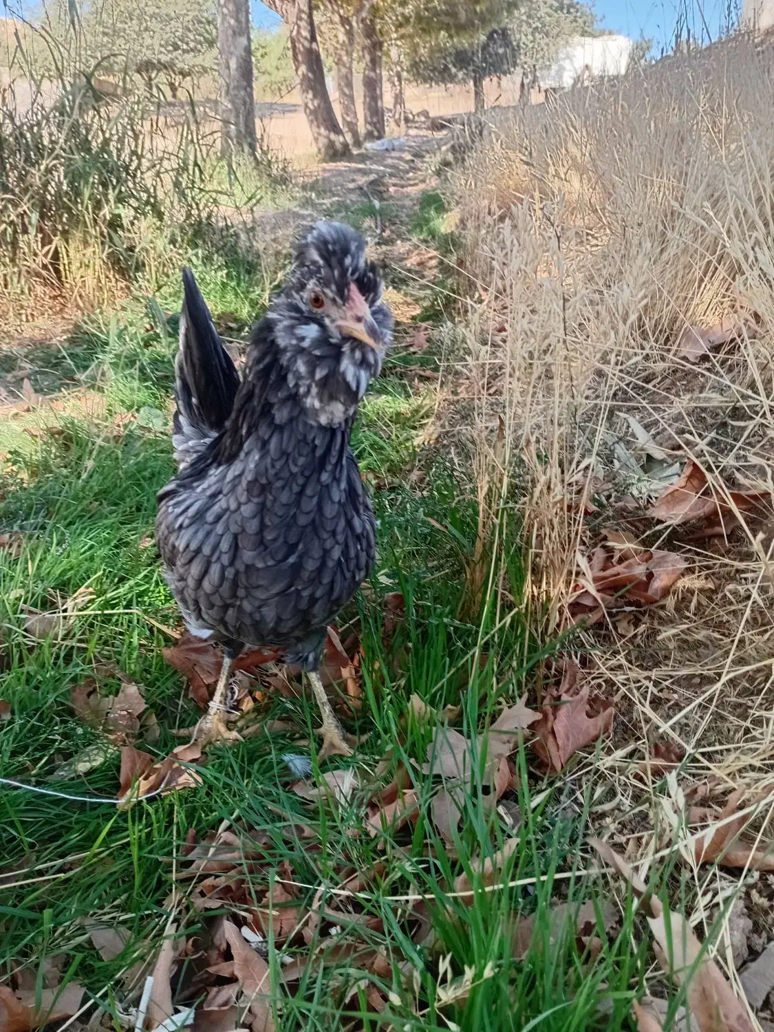 تخم مرغ نطفه دار گلین ریش چهلتاج منگوای طوسی ودودی|حیوانات مزرعه|زنجان, |دیوار