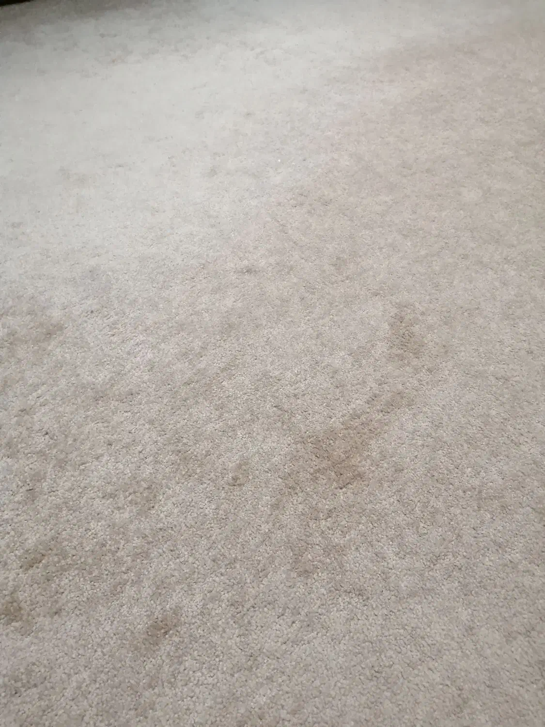 موکت 9متری|موکت|همدان, |دیوار