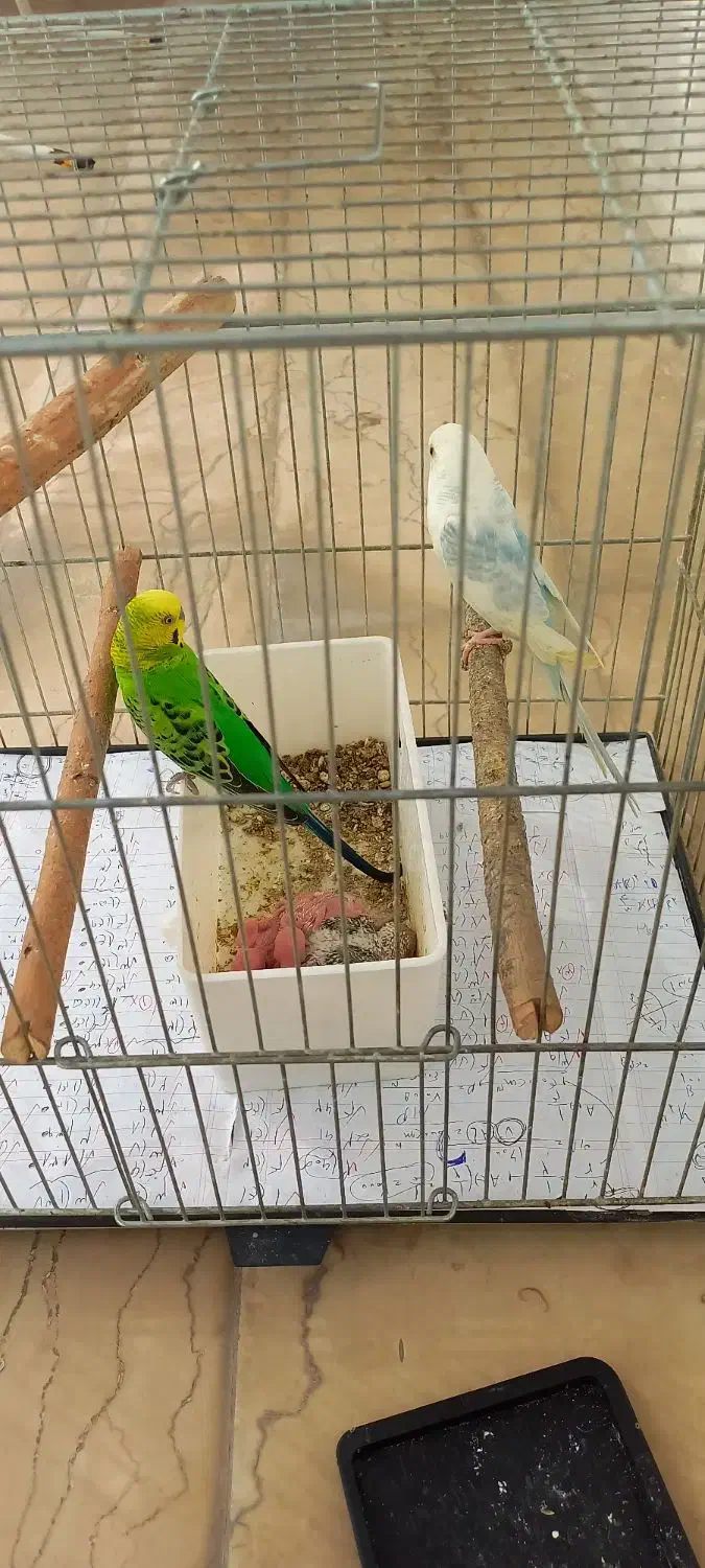 مرغ عشق مولد|پرنده|بجنورد, |دیوار