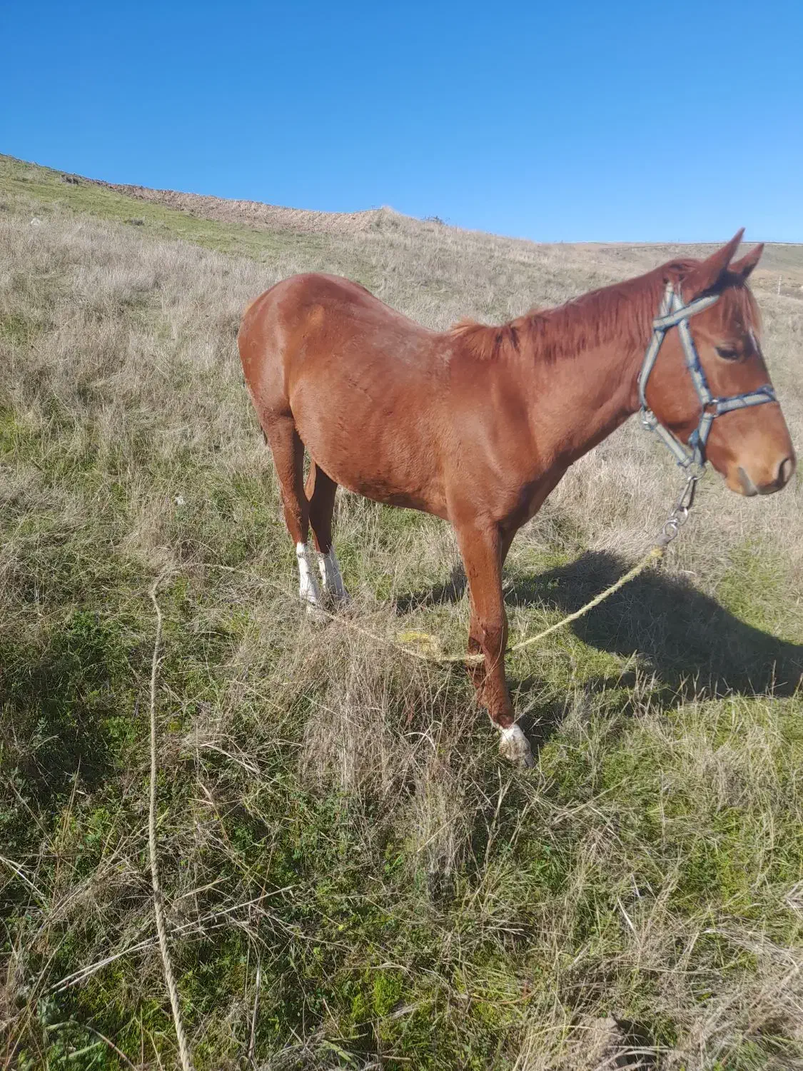 فروش اسب|حیوانات مزرعه|آبش احمد, |دیوار