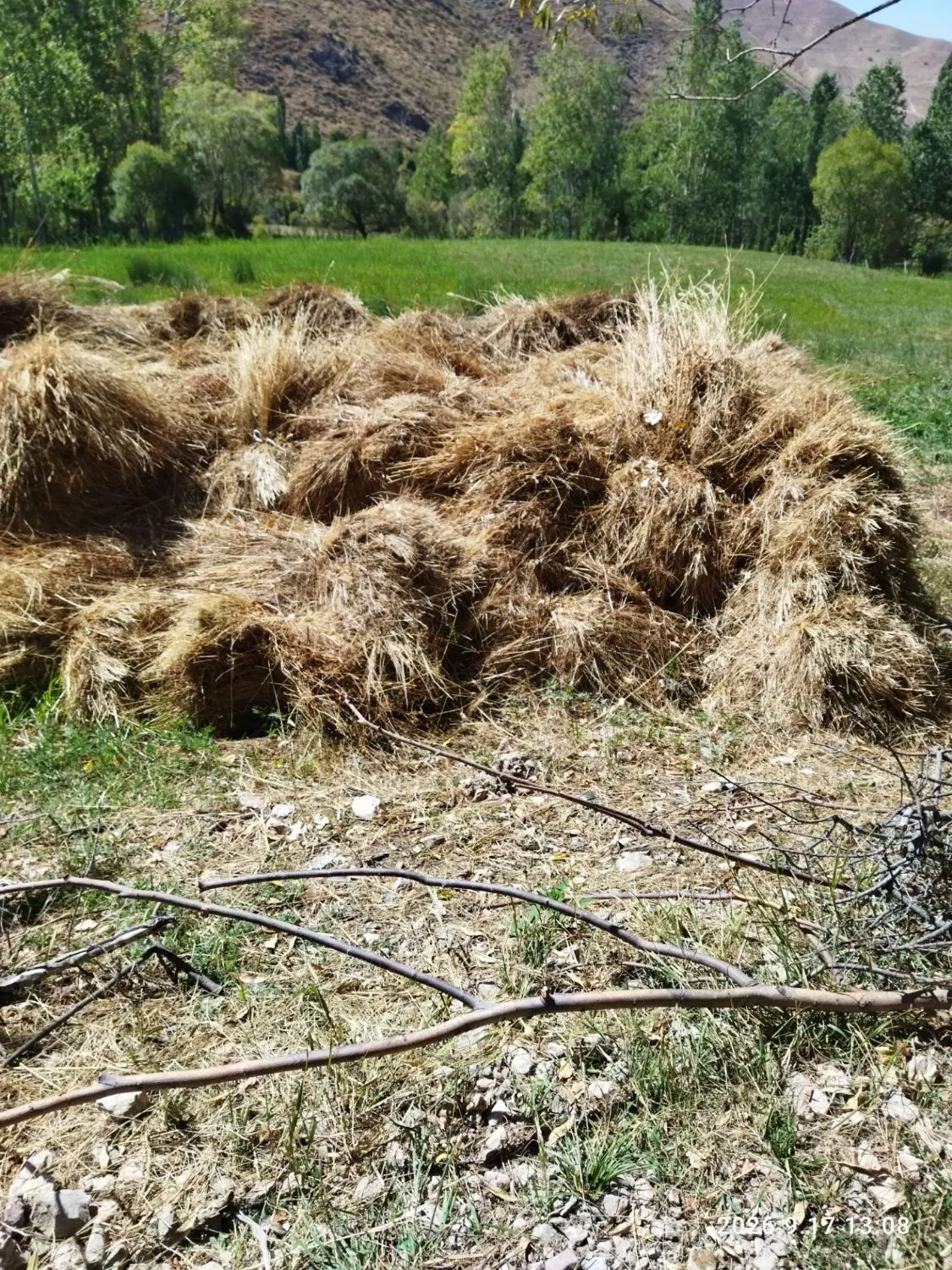 علف|گل و گیاه طبیعی|خلخال, |دیوار