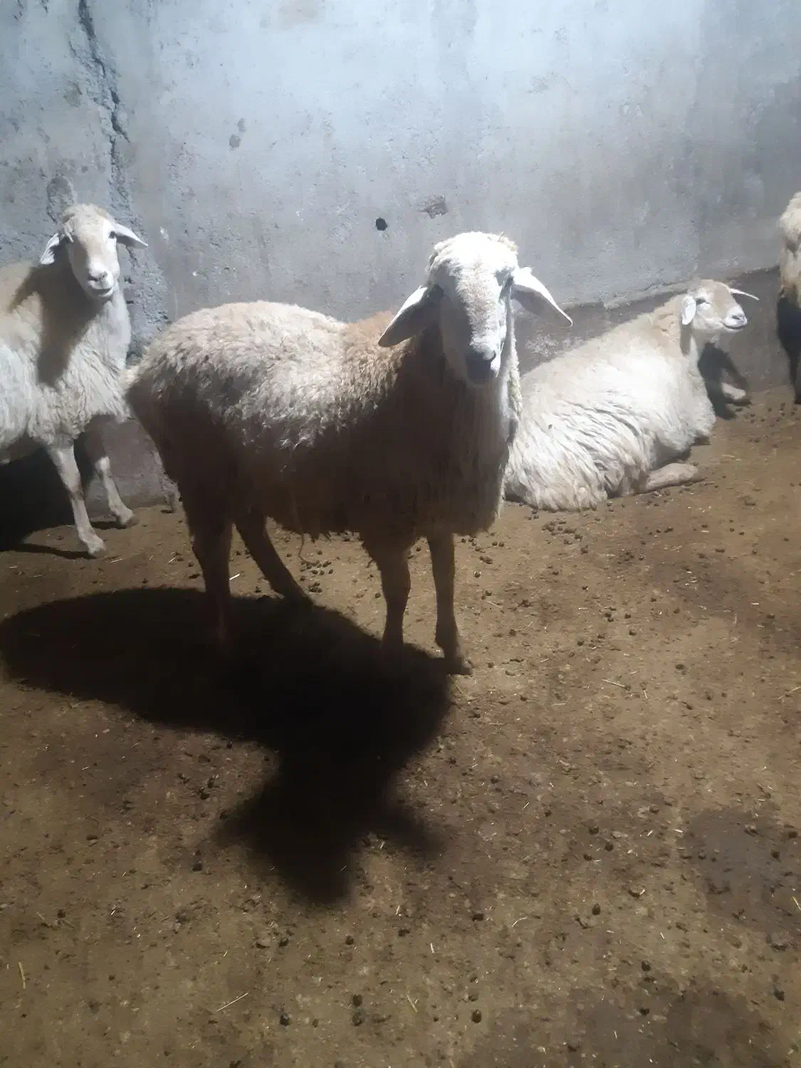 بره قوچ مغانی|حیوانات مزرعه|ارشق, |دیوار