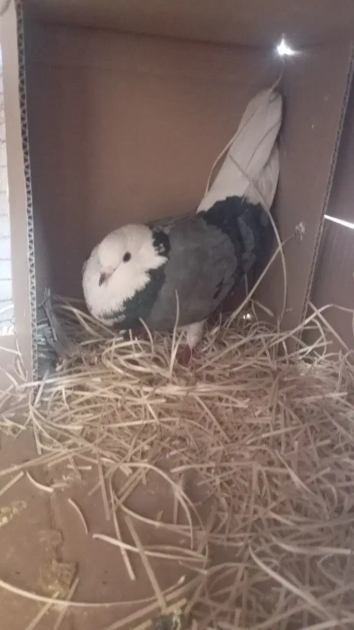 کبوتر|پرنده|اردکان, |دیوار