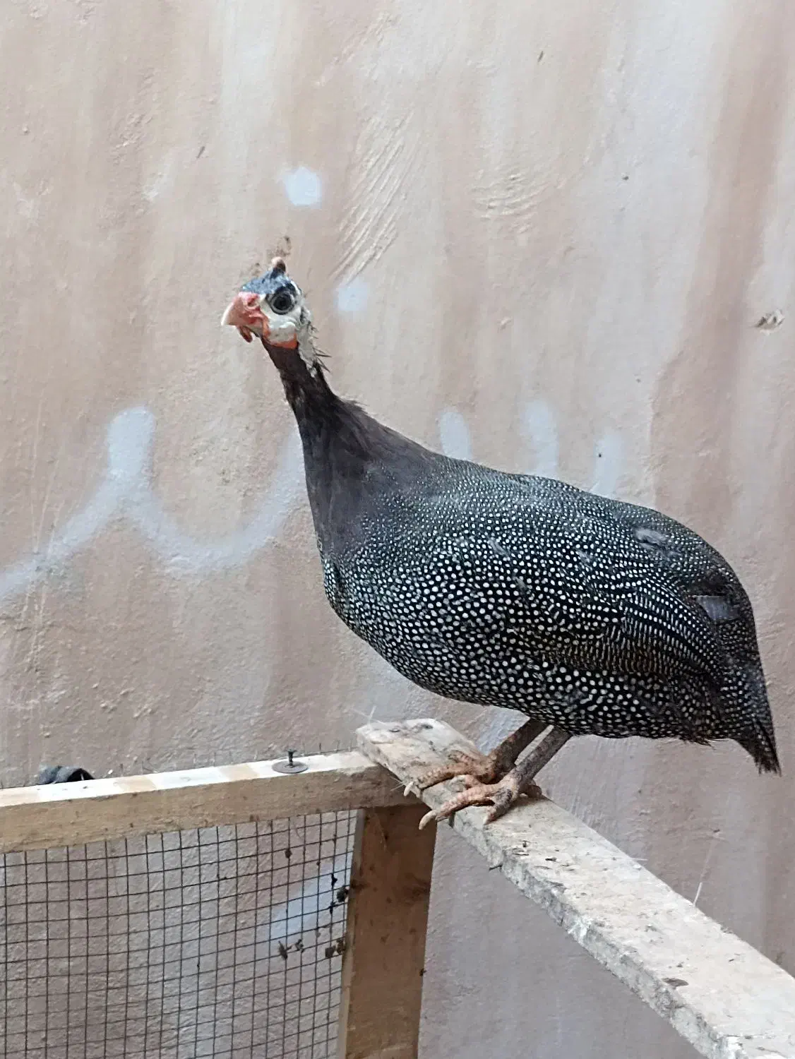 مرغ هندی|حیوانات مزرعه|چغادک, |دیوار